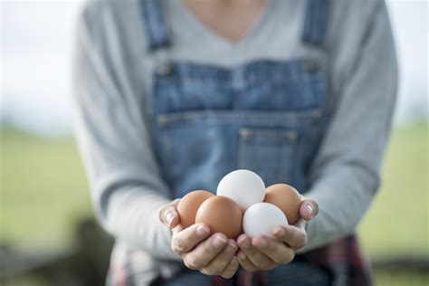 Qual é a diferença entre ovos brancos e vermelhos Mega Curioso