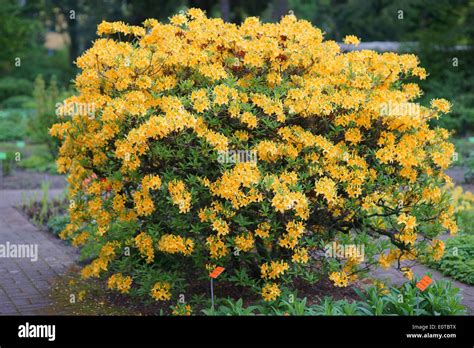 Yellow Rhododendron luteum azalea shrub in full bloom Stock Photo ...