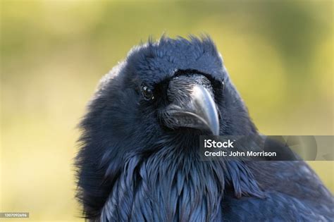 Raven Very Close Up Portrait Stock Photo - Download Image Now - Raven ...