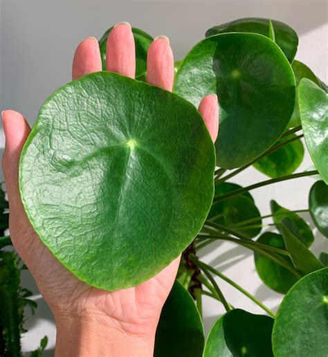 Plant Profile Chinese Money Plant Pilea Peperomioides — Green Rooms