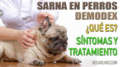 Sarna En Perros Demodex S Ntomas Y Tratamiento Demodicosis