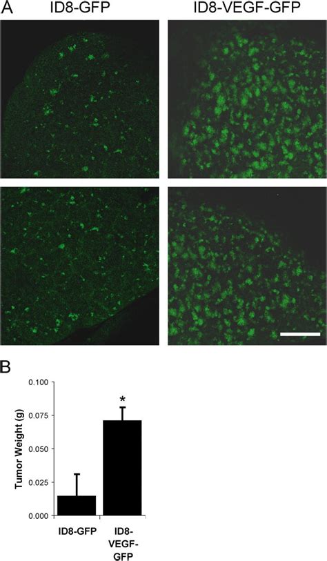 Vegf Expressing Tumor Cells Show Enhanced Metastasis Id8 Murine