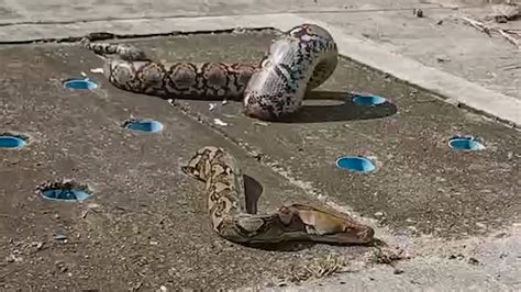 Bloated Python Gets Stuck Awkwardly In Manhole Cover