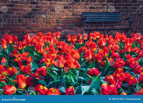 Red Tulips in Flower Garden Stock Image - Image of holland, bloom ...