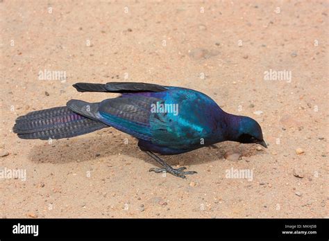 Burchells Starling Lamprotornis Australis Adult On The Ground