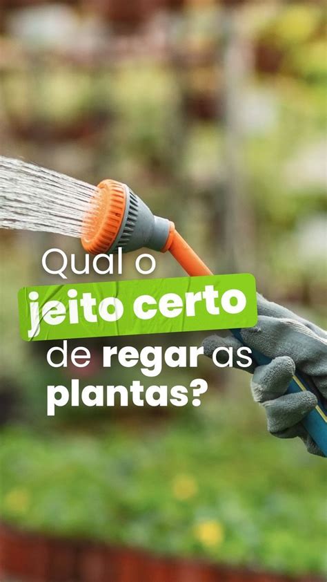 Descubra O Segredo Para Regar Suas Plantas Da Maneira Correta [vídeo] Em 2023 Regar As