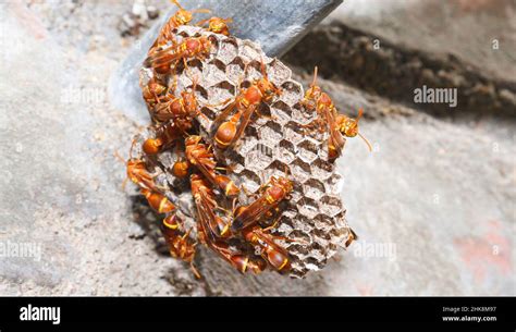 Wasps Standing There In The Wasp S Nest The Yellow Lined Paper Wasp Ropalidia Marginata With