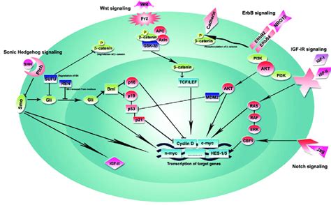 Signaling Pathways Involved In The Development Of The Brain And Download Scientific Diagram