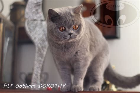 Gotham Dorothy Gotham Pl British Shorthair Cattery