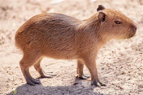 Cuánto cuesta un capibara en México y cómo es tener uno como mascota