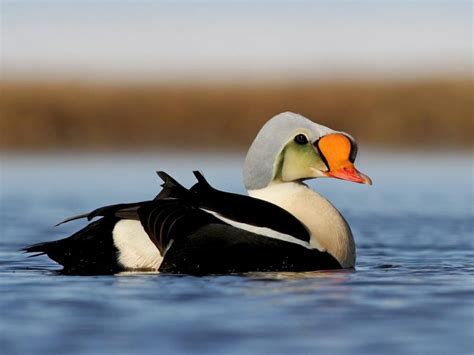 King Eider - 4 spots available! - Lax-á Hunting