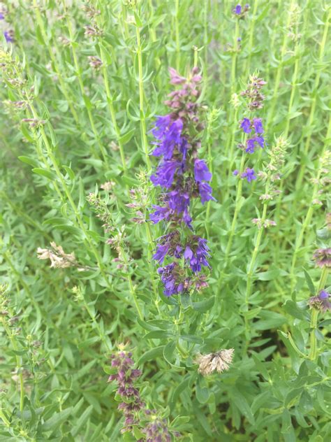 Hyssop Facts And Health Benefits Artofit