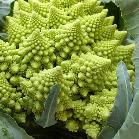 Romanesco Broccoli Seed Etsy