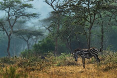 4 choses à faire absolument lors d un safari en Tanzanie