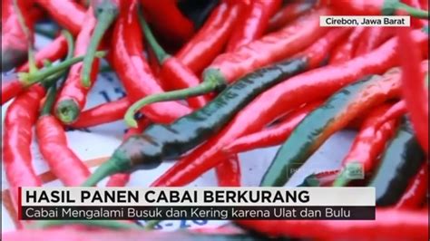 Harga Cabai Rawit Turun Hasil Panen Petani Berkurang Youtube