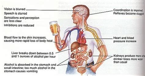 Health Clinic Short Term Effects Of Alcohol