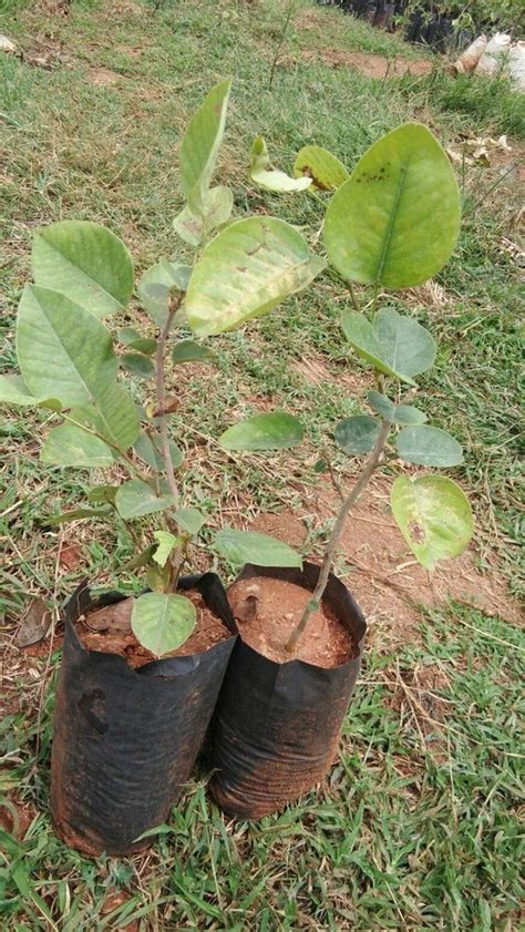 Green Santalum Red Sandalwood Plant For Plantation 24 Feet At Rs 60