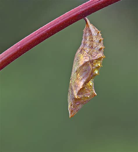 Aurelian Gold Greenwings Wildlife Holidays