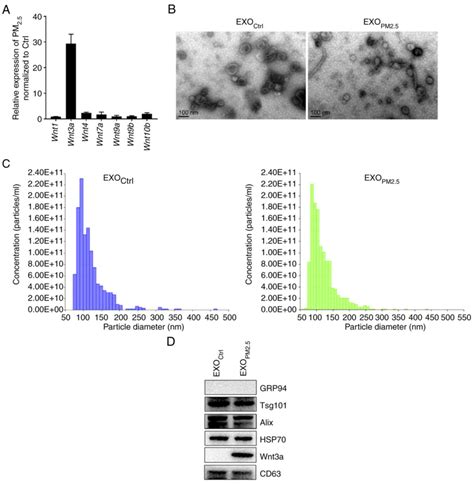 Exosomes Derived From Pm Treated Lung Cancer Cells Promote The