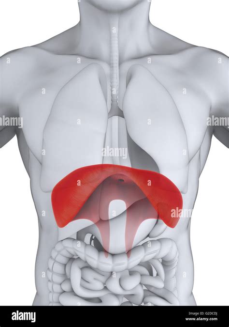 Human Diaphragm Anatomy Stock Photo Alamy