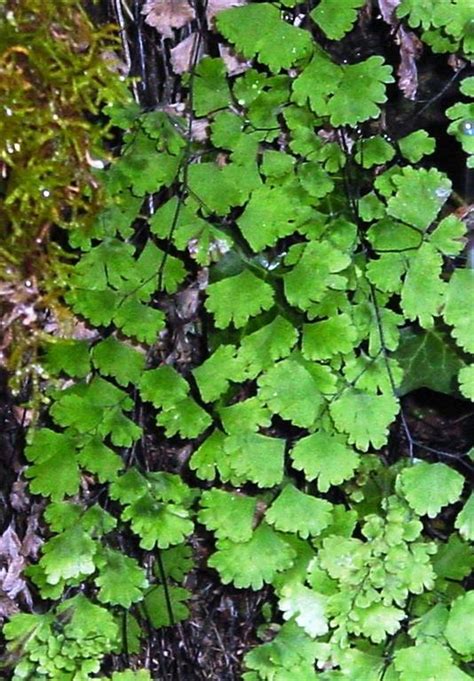 Plantas De Todas As Especies Avencas Adiantumcapillus Veneris