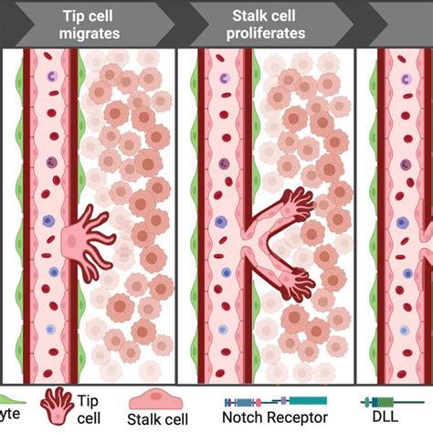 Notch Structure And Signaling Pathway Overview Notch Signaling Starts