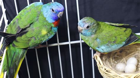 Breeding Parrots Is A Profitable Business Youtube