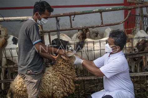 PEMERIKSAAN HEWAN KURBAN DI JAKARTA ANTARA Foto