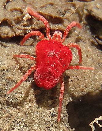 Velvet Mite Trombidium Bugguide Net