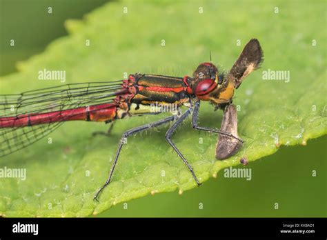 Large Red Damselfly Pyrrhosoma Nymphula Eating A Moth On Leaf