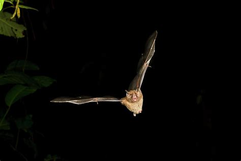 Jamaican Or Mexican Fruit Bat Flying Photograph By Ivan Kuzmin Fine