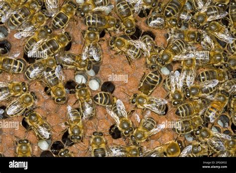 Western Honey Bee Western Honey Bees European Honey Bee Apis