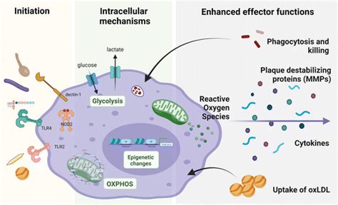 Trained Immunity Adaptation Within Innate Immune Mechanisms