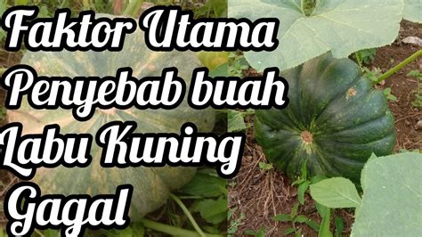 Contoh Hama Penyebab Gagalnya Buah Labu Youtube