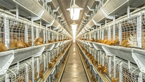 Obrazy Poultry Farm zdjęcia wektory i wideo bez tantiem 85