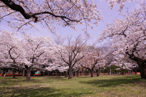 Yoyogi Park Cherry Blossoms - Japan Web Magazine