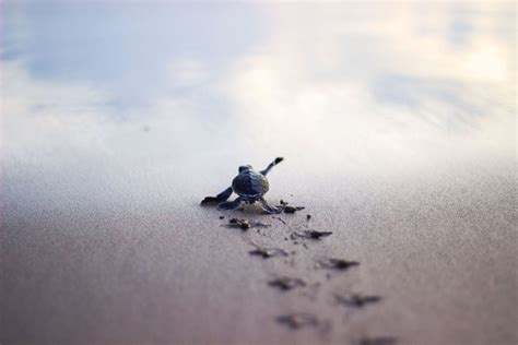 Baby Sea Turtle – Land and Life Foundation