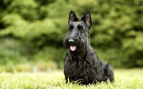 Scottish Terrier wallpaper - Animal wallpapers - #45674