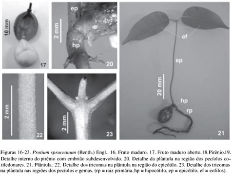 Scielo Brasil Morfologia De Frutos Sementes E Pl Ntulas De Nove