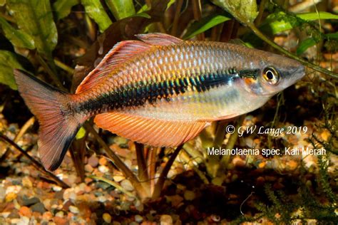 Melanotaenia Spec Kali Merah Rainbowfishstable