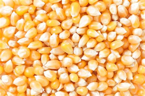 Popcorn Kernels unpopped stock photo. Image of health - 15134768