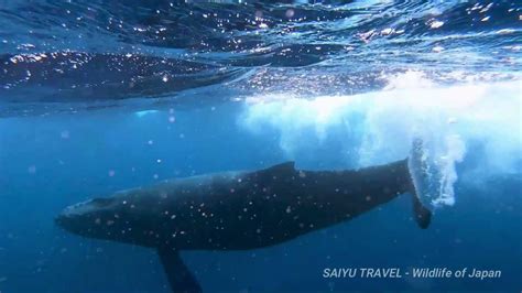 Whale Watching In Amami Oshima Wildlife Of Japansaiyu Travel