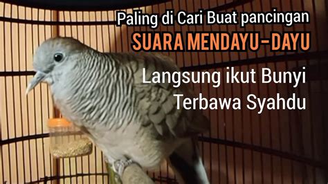 Perkutut Lokal Gacor Suara Mendayu Dayu Paling Di Cari Buat Pancingan