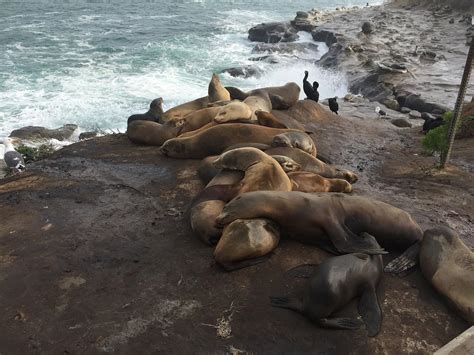 La Jolla Cove Seals Directions