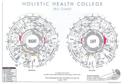 How To Read Iridology Chart The Definitive Guide Iriscope