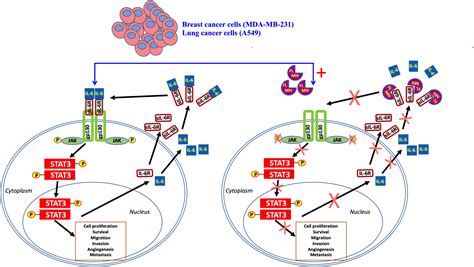 Ijms Free Full Text Inhibition Of Tyrosine Phosphorylated Stat3 In