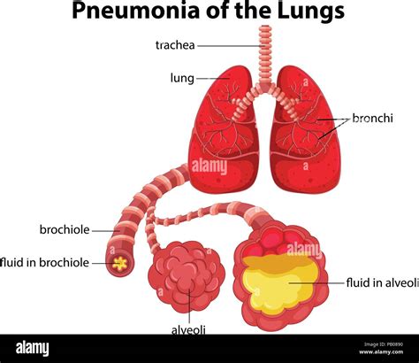 Simple Lungs Diagram