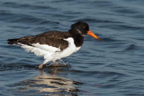 Strandskade Haematopus Ostralegus Austernfischer Oystercatcher