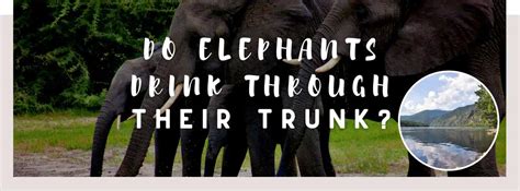 ᐅ Do Elephants Drink through Their Trunk Do They