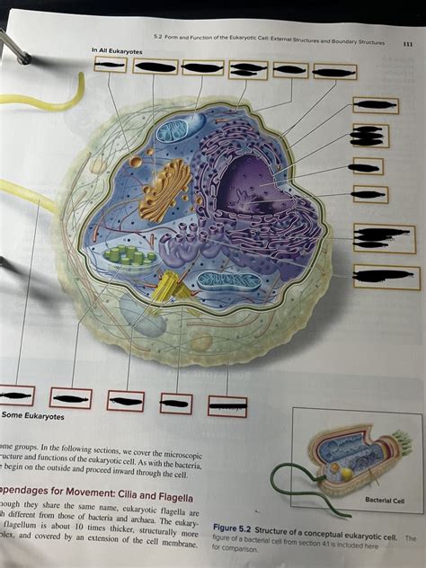 Identifying Organelles In Eukaryotes And Their Functions Diagram Quizlet